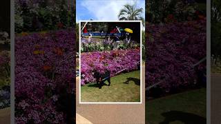 Flower garden snaps #gr4 #ricoh #ricohgr #photography #dji #djiosmonano