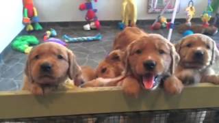 5 week puppies with Auntie Journey by Ellen Welk 861 views 8 years ago 1 minute, 38 seconds