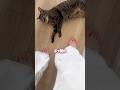 ママが帰宅すると嬉しすぎた猫がまさかの行動に