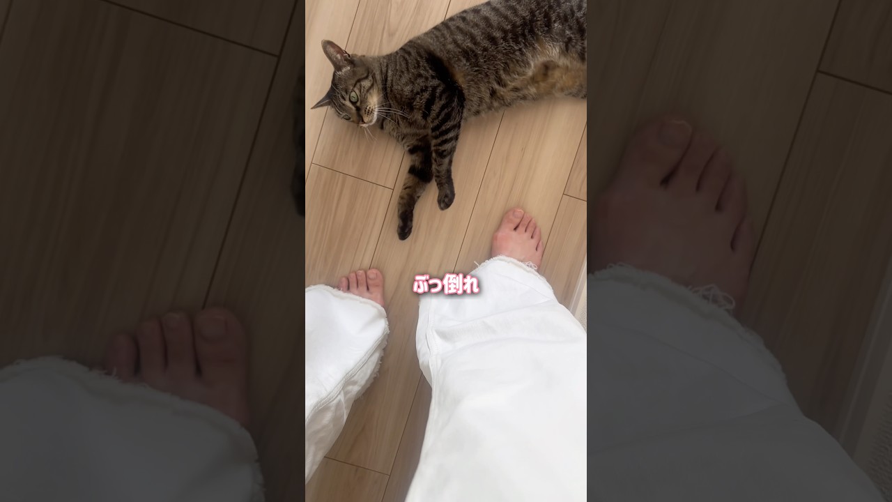 ママが帰宅すると嬉しすぎた猫がまさかの行動に