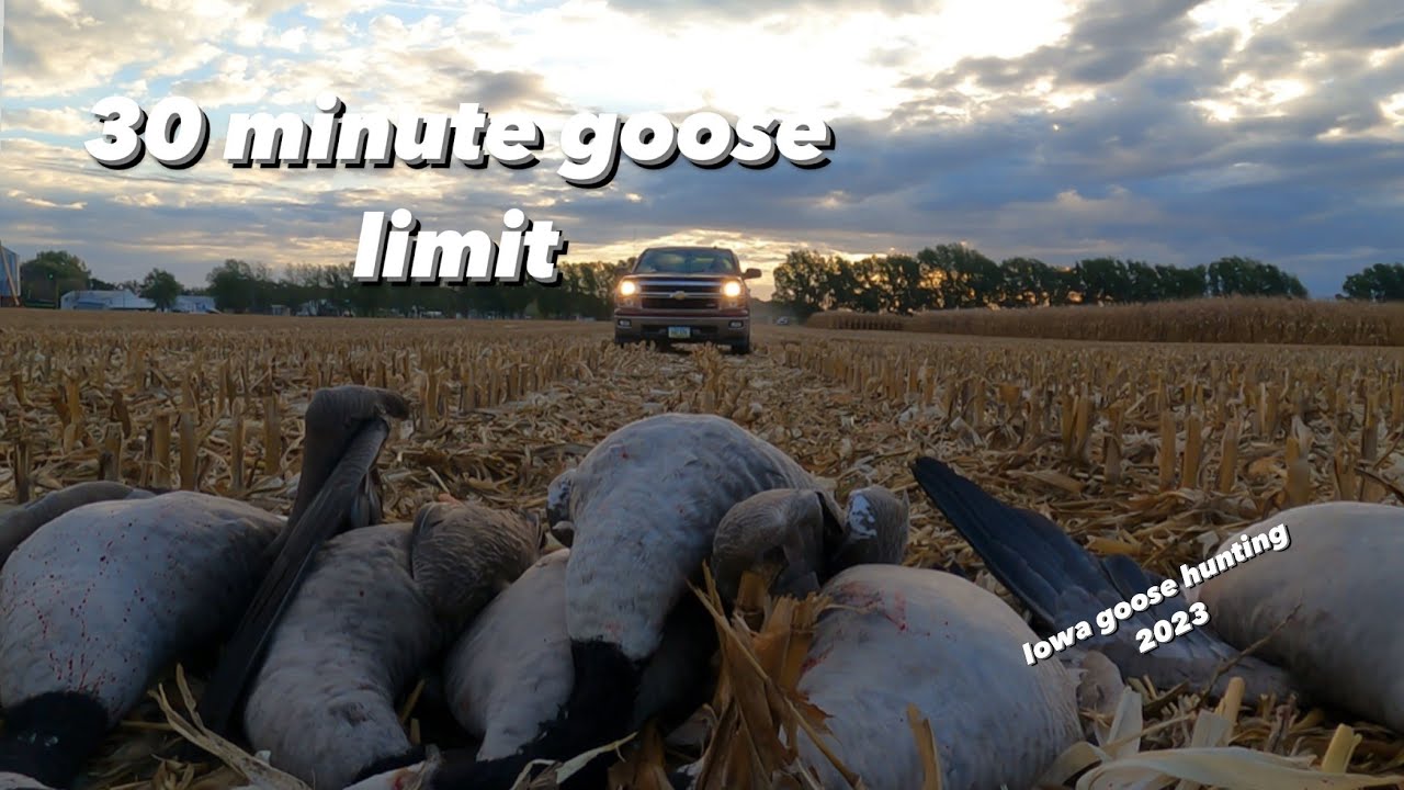 3 man 30 minute goose limit!!! YouTube