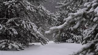 💨 Winter Storm Ambience with Icy Howling Wind Sounds for Sleeping, Relaxing and Studying Background.
