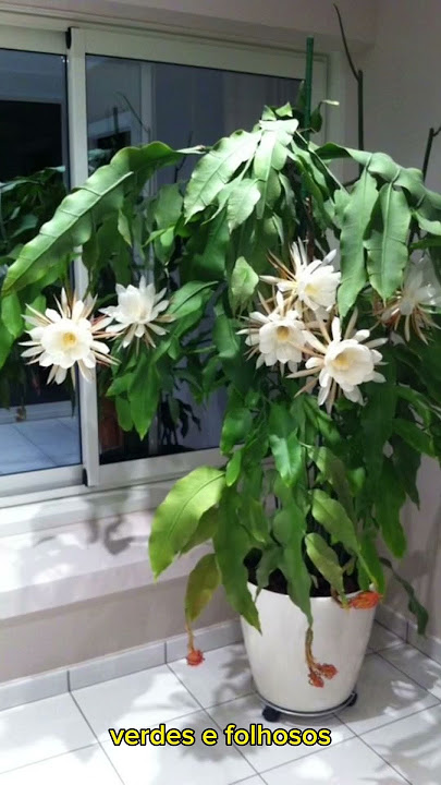 Mudas De Dama Da Noite Rosa Bebe Epiphyllum Gigante Flirtation Cactos  Orquídea