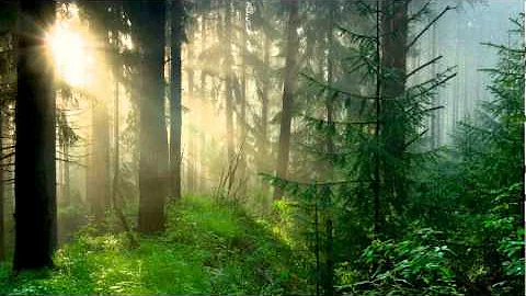 New Age Piano 'Forest Morning'