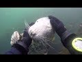 Friendly seal gets playful with diver