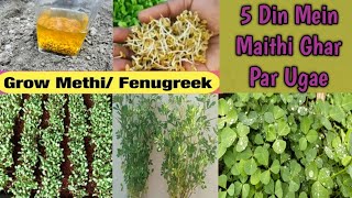 Grow Maithi/Fenugreek leaves At Home|Maithi Ko Ghar Par Kaisy Ugae|Grow Maithi Leaves In Just 5 Days