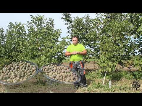 Видео: Грижа за орехово дърво - Как да отглеждаме орехово дърво