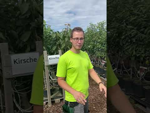 Video: Obstbäume und Sträucher. Obstbäume und Sträucher