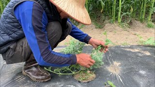 種大西瓜【追肥與去掉多余的杈】 重要一環