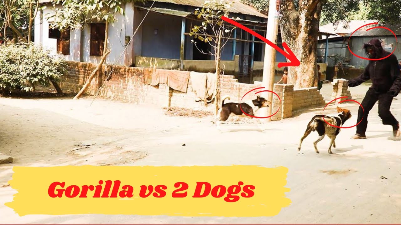 Gorilla vs 2 Dogs Attacking || Gorilla Pranks Goes Wrong | PrankBazz 2021