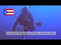 Scuba Diving and Lionfish Hunting in Lajas, Puerto Rico | Travel Puerto Rico