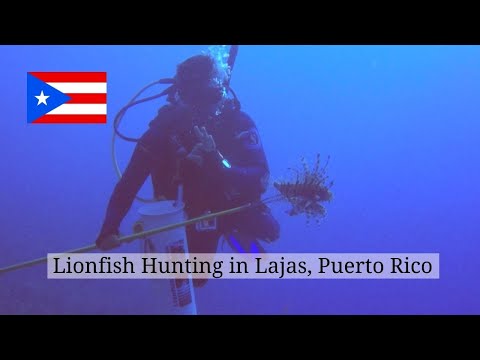 Scuba Diving and Lionfish Hunting in Lajas, Puerto Rico | Travel Puerto Rico