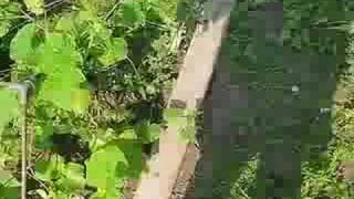 CHDK SX100 zoom problem