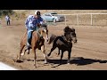 Carreras de Caballos en Cananea 10 de Octubre 2021