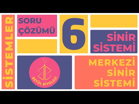 Sinir Sistemi Soru Çözümü #6 | Merkezi Sinir Sistemi | 11. Sınıf Biyoloji | AYT