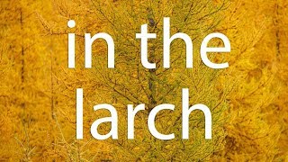 In The Larch