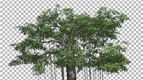 Kapok Swaying Tree Tree is Swaying at the Wind | Motion Graphics - Envato elements