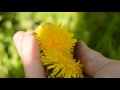 Одуванчик цветы. Травосбор. Май 2017 г