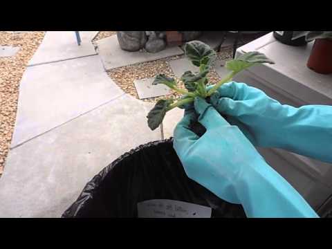 How To Repot An African Violet ! -- DEMO