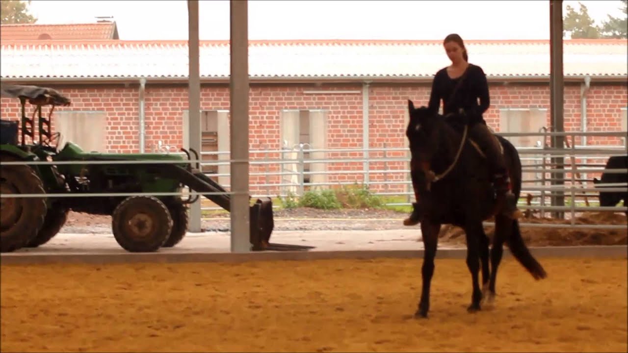 parelli-level-2-horsemanship-youtube