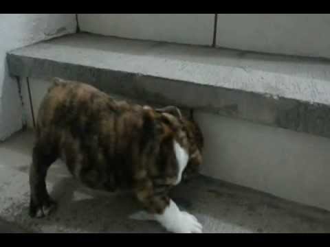 ZENIDOG BULLDOG´S  VALENTINA (CALDERON)