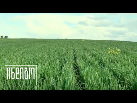 პურის ყანები მაისში