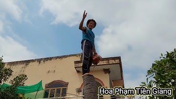 Ba Tùng ( Vua Khỉ ) cưa cây Dừa có đường cong lạ Monkey King saw a coconut tree with strange curves