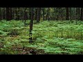 Peace Begins to Grow 🌿 Relaxing Piano Music for Study, Focus &amp; Sleep