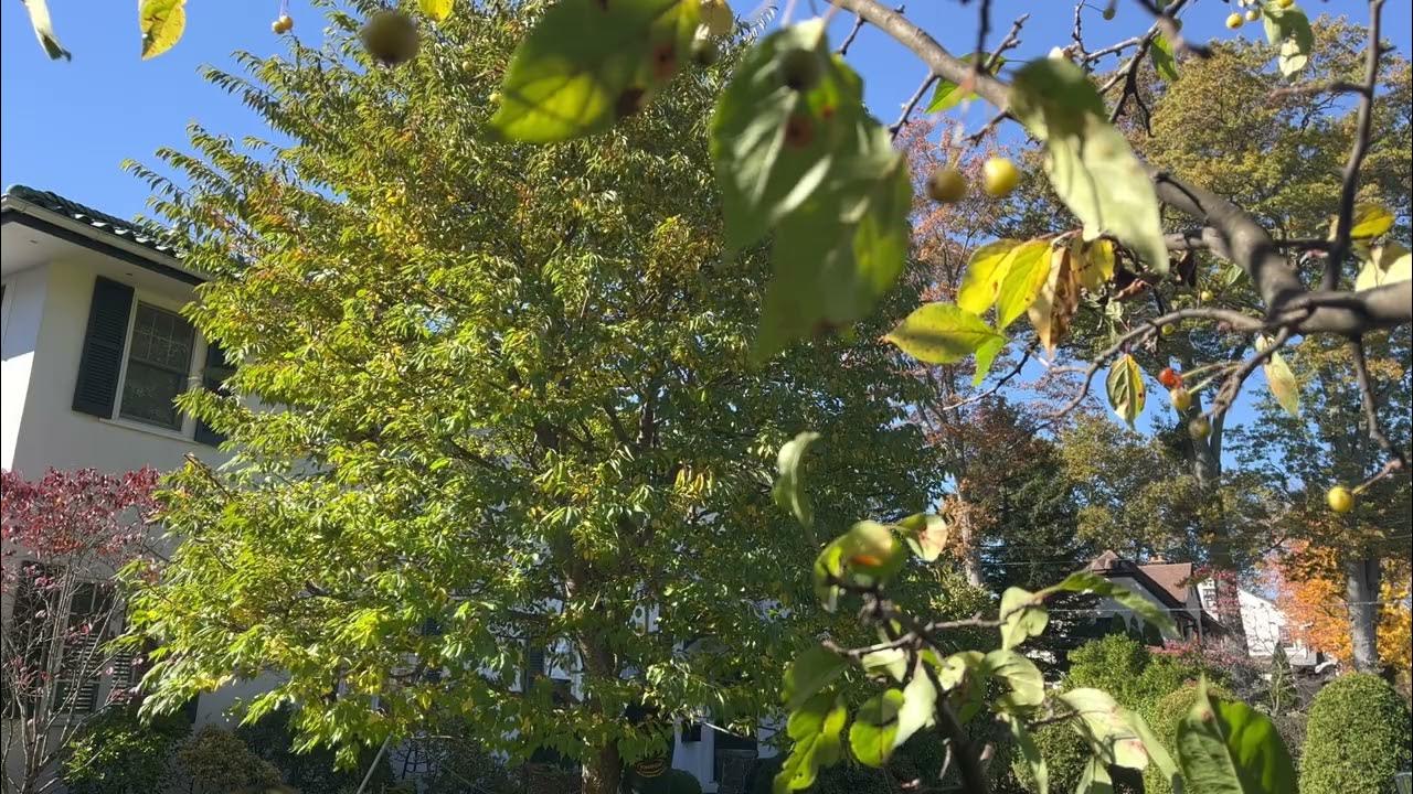 Cherry tree trimming YouTube