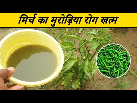 वीडियो: क्या मिडज के लिए लोक उपचार हैं