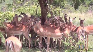 Impala trying to avoid the heat!