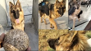 Jack's playing time 🥰 by Its_jack_GSD 550 views 6 months ago 3 minutes, 48 seconds