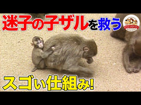 迷子になった赤ちゃんを救うシステム!?高崎山ニホンザル社会のすごい仕組みとは？【どうぶつ奇想天外/WAKUWAKU】