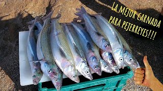 La mejor carnada para el Pejerrey de agua salada!!!!!!