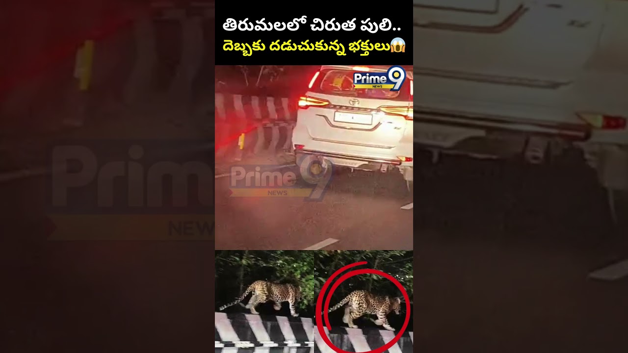 Leopard Spotted At Tirumala First Ghat Road | 