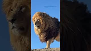 “Did you get my best side?” said no lion ever. Confidence is in every cell of their being.