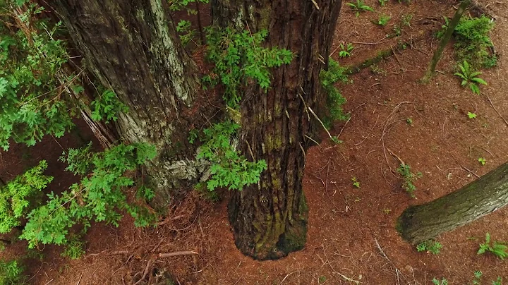 Harold Richardson Redwoods Reserve