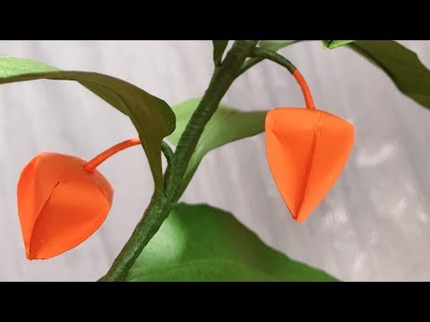 Video: Physalis - 