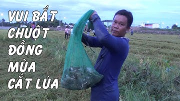 Bắt chuột đồng mùa gặt lúa | Cắt lúa vui như ngày hội | Mùa gặt miền tây