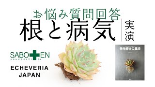 【サボテン相談室 羽兼直行】根の処理とエケベリアの病気に関して〈質問回答〉ー著書 多肉植物の栽培解説動画ー