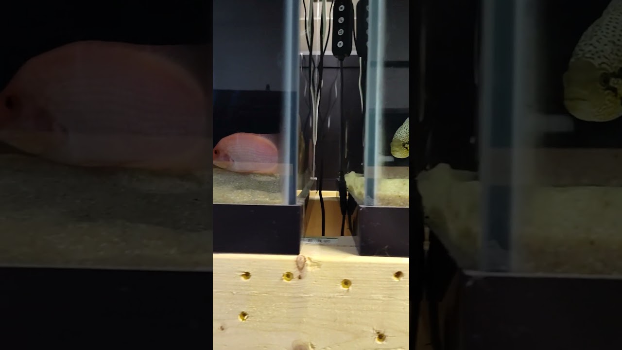 Parachromis Freidrichstalli new neighbor! 