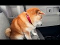 信号で止まるたびに到着かと思ってハッとする柴犬
