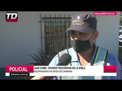 JUAN CASER   DECOMISARON 6 PLANTAS DE CANNABIS 05 02 21