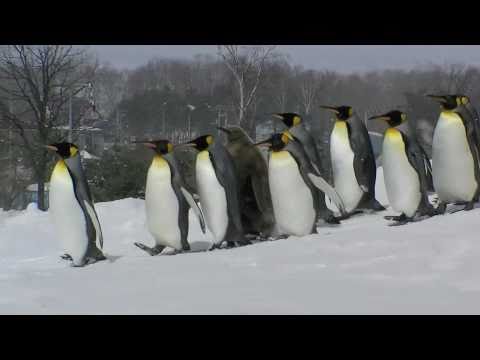 ペンギンの散歩とキングペンギンのヒナの鳴き声 Youtube