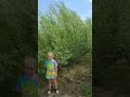 Perfect privacy tree hybrid willows at cz grain czgrain farming fast quality amazon