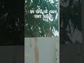 pigeon videos for beautiful birds in natureracing pigeon flying #nature#lovebird#birdlife #birdlove