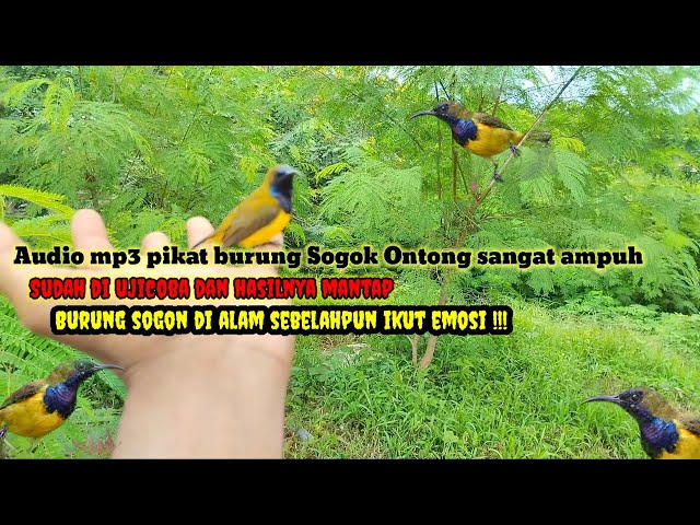 Suara burung sogok ontong gacor mencari lawan, buat Mikat dan masteran burung sogon fighter class=