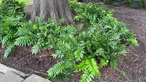 Best Plants Series - Holly Fern