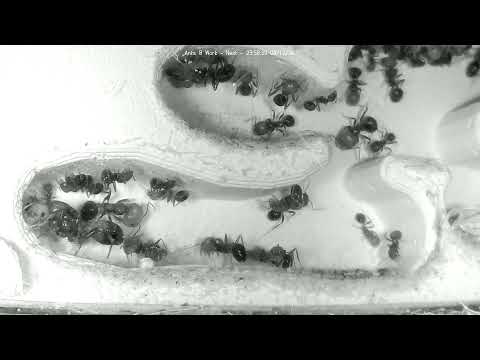 Hamburg Ant Farm Nest Cam Day 2124 live cam preview