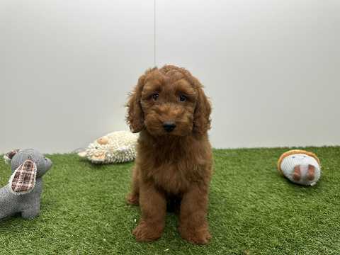 Video van Poedel Mannelijk Abricot - PUP-ID 010724578 | Dierenhof Debrabandere